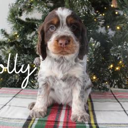 Holly - Liver white and tan female English Springer Spaniel puppy in Barnstead, New Hampshire from C & S Farms