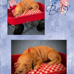 Betsy - Apricot female Goldendoodle puppy in Coarsegold, California from Hobbit Hollow Acres