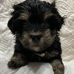 Reece - Black and silver male Miniature Schnauzer puppy in Stevenson, Alabama from Joyce's Miniature Schnauzers