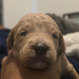 Autumn Orange - Cafe male Labradoodle puppy in Commerce City, Colorado from Playful Paws Labradoodles