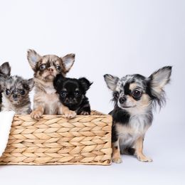 Chihuahua Puppies from Petits Chihuahuas