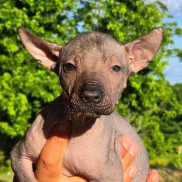 Girl 4 - Black female Xoloitzcuintli puppy in Ethridge, Tennessee from Royalty Reigns Xolos