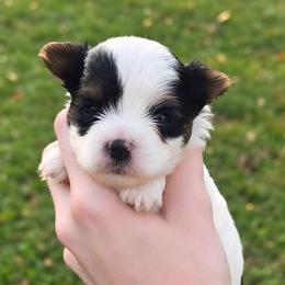 Little Prince Luka - Parti male Yorkshire Terrier puppy in Hope, Indiana from DJ Yorkies