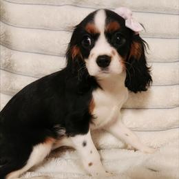Rosette - Tri-color female Cavalier King Charles Spaniel puppy in Wilburton, Oklahoma from My Kids Kennel