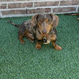 Dapple Male full Akc and Ckc - Dapple male Dachshund puppy in Odessa, Texas from K9 Royal Club