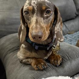 Mochi - Dachshund