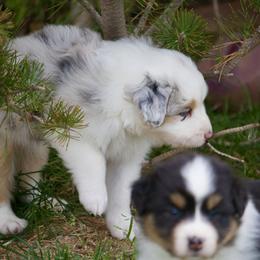Australian Shepherd Puppies from HHK (Hot House Kennel)