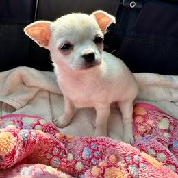 Chihuahua Puppies from Brooks Grove Canines LLC