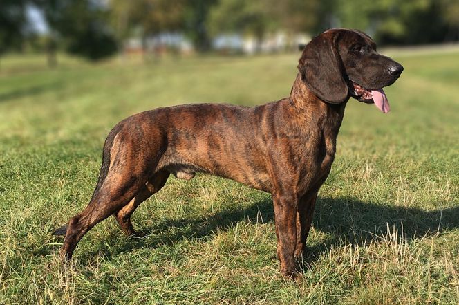 Hanoverian Scenthound