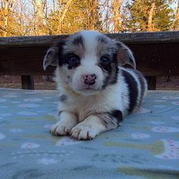 Arctic - Blue merle and white male Cardigan Welsh Corgi puppy in Bland, Missouri from Shadey Lane Corgis