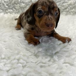 Spur - Dapple male Dachshund puppy in Council Hill, Oklahoma from Rocky Springs Ranch