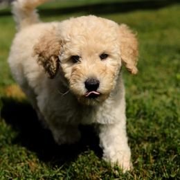 Goldendoodle Puppies from Angel's Doodles