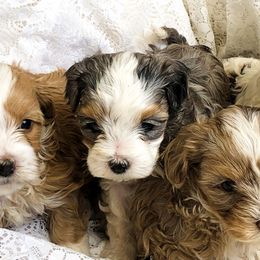 Assorted Doodle Crosses, Cavapoos, and Double Doodles from Daisy Pups