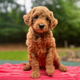 Gimli - Red  male Goldendoodle puppy in Pittsburg, Texas from Grace Springs Goldendoodles