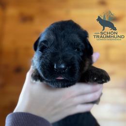 Gia - Black and red female German Shepherd puppy in Garland, Maine from Vom Schön Traumhund