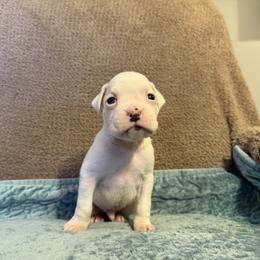 Boy 5 - White male Boxer puppy in Prestonsburg, Kentucky from Bre’s Boxers