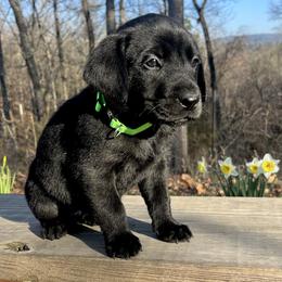 Black girl, light green collar - Black female Labrador Retriever puppy in Ozark, Arkansas from Middle Ridge Retrievers