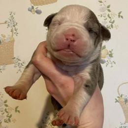 2 - male Alapaha Blue Blood Bulldog puppy in Grafton, Ohio from Eclipse Alapaha Kennels