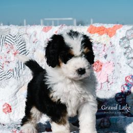 Bernedoodle and Schnoodle Puppies from Grand Lake Poodles & Doodles