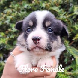 Flora - Black and tan female Pembroke Welsh Corgi puppy in Sidney, Ohio from Cozy Corgi Ranch
