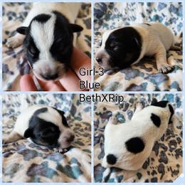Girl 3 - Blue female Australian Cattle Dog puppy in Bradford, Arkansas from Cedar Rock Heelers and Kelpies
