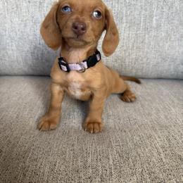 Girl 4 - Cream female Dachshund puppy in Goodyear, Arizona from AZ Royal Doxies llc