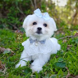 Korean Havamalt Vander - male Havanese puppy in Barren Springs, Virginia from Seeking Shalom Acres Maltese, Maltipoos & Havamalts