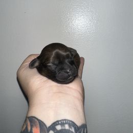 Pongo - Brindle male Shih Tzu puppy in Rockmart, Georgia from Sonya Garrett