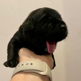 Girl 1 - Black Labrador Retriever puppy in Hutto, Texas from Texas Bluebonnet Labs