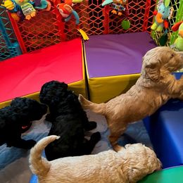 Goldendoodle Puppies from Lucky's Doodlez