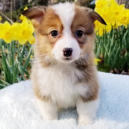 American Corgi and Pembroke Welsh Corgi Puppies from Whimsical Treasure Corgis