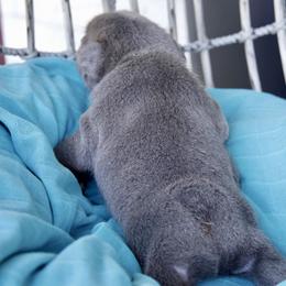 French Bulldog Puppies from GBPGENETICS