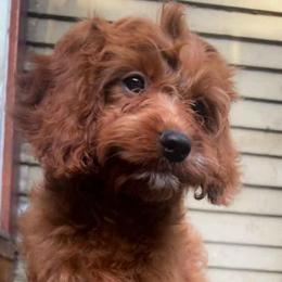 Ms Purple - Red female Cavapoo puppy in Maple Grove, Minnesota from Honey Bit Kennels