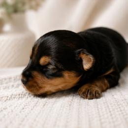 Abigail - Black and tan female Yorkshire Terrier puppy in Broxton, Georgia from More Than Family
