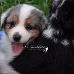 Australian Shepherd Puppies from Davishire Australian Shepherd