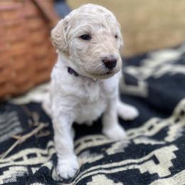 Lily - Cream female Labradoodle puppy in Toledo, Washington from Bigfoot Doodles