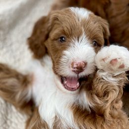 Australian Labradoodle Puppies from Cascade Canyon Labradoodles