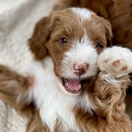 Australian Labradoodle Puppies from Cascade Canyon Labradoodles