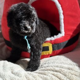 Lance Sullivan - Black male Goldendoodle puppy in Houston, Texas from Were The Mack'Doodles