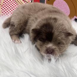 Boy 1 - Chocolate merle male Pomeranian puppy in Brentwood, California from Royalpawpoms