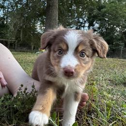 Daphne - Red & white female Toy Australian Shepherd puppy in Ocala, Florida from Crazy Aussie Chaos