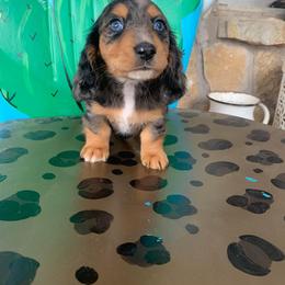 Dachshund Puppies from Little e Dachshunds