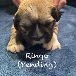 Ringo - Red gold male Lhasa Apso puppy in Waterford, Connecticut from Floofie Butts
