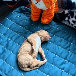 Brothers And Sisters - Apricot female Goldendoodle puppy in Houston, Texas from Were The Mack'Doodles Mack’Poodles