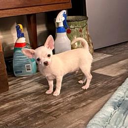 Romeo - White male Chihuahua puppy in Summerfield, Florida from Uey’s Chihuahuas