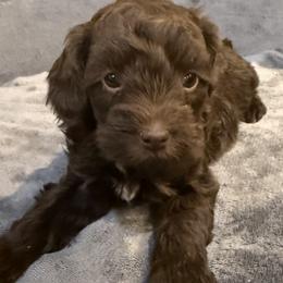 Cavapoo and Goldendoodle Puppies from Agape Southern Farms