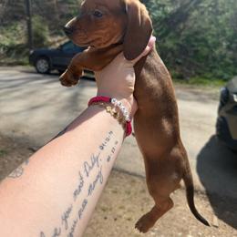 Shane - Red male Dachshund puppy in Maidsville, West Virginia from L&B Lowriders