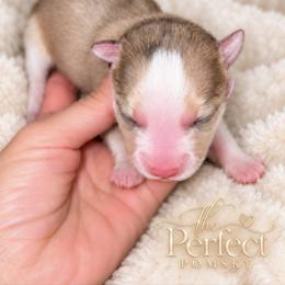 Fern - Lavender female Pomsky puppy in Boody, Illinois from PerfectPomskies