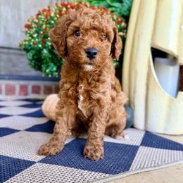 Boy 3 - Red  male Goldendoodle puppy in Philadelphia, Mississippi from Oakie Doodles