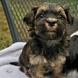 Havanese Puppies from Hoku Havanese